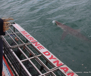 Daily Blog: 31 October 2022 | Shark Cage Diving in South Africa