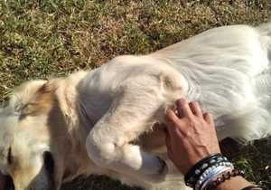 Uitspan Kennels in Bredasdorp