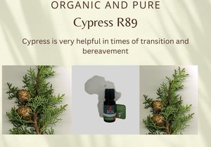 Organic and Pure Cypress Essential Oil