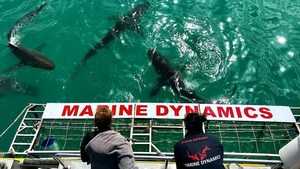 Next Marine Dynamics Shark Cage Diving Trip: 17 November 2022