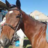 Horse Riding - Foxy House - Xplorioâ„¢ Gansbaai