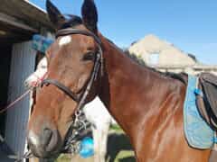 Explore Baardskeerdersbos byÂ Horseback