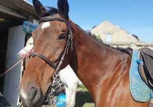 Explore Baardskeerdersbos byÂ Horseback