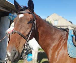 Explore Baardskeerdersbos byÂ Horseback