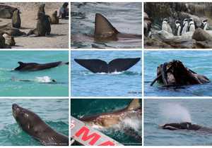 Next Dyer Island Marine Big 5 Tour: 18 NovemberÂ 2022