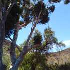 Tidying up at Sanbona - Cape Tree Services - Xplorioâ„¢ Barrydale