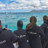 Cape Shark Adventures - Xplorioâ„¢ Gansbaai 