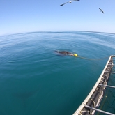 Cape Shark Adventures - Xplorioâ„¢ Gansbaai 