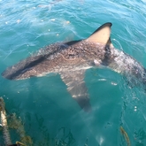 Cape Shark Adventures - Xplorioâ„¢ Gansbaai 