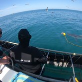 Cape Shark Adventures - Xplorioâ„¢ Gansbaai 