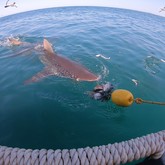 Cape Shark Adventures - Xplorioâ„¢ Gansbaai 