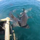 Cape Shark Adventures - Xplorioâ„¢ Gansbaai 