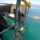 Cape Shark Adventures - Xplorioâ„¢ Gansbaai 