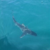 Cape Shark Adventures - Xplorioâ„¢ Gansbaai 