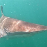 Cape Shark Adventures - Xplorioâ„¢ Gansbaai 