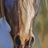 Horse - Creative Napier - Xplorioâ„¢ Napier