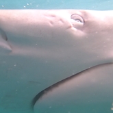 Cape Shark Adventures - Xplorioâ„¢ Gansbaai 