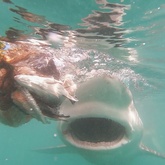 Cape Shark Adventures - Xplorioâ„¢ Gansbaai 