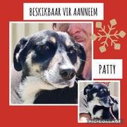 Up for Adoption: Patty