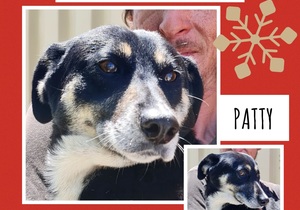 Up for Adoption: Patty