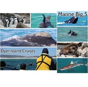 Next Dyer Island Marine Big 5 Tour: 30 November 2022