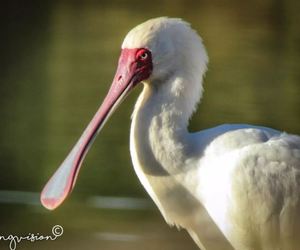 In-house talent sees De Hoop through his own Lens