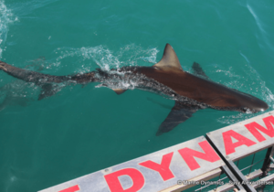 Daily Blog: 28 November 2022 | Shark Cage Diving in South Africa
