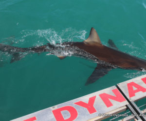 Daily Blog: 28 November 2022 | Shark Cage Diving in South Africa