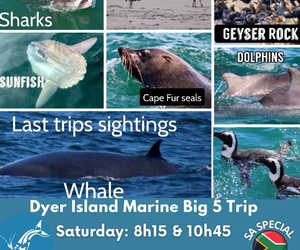 Next Dyer Island Marine Big 5 Tour: 3 December 2022
