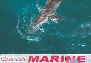 Marine Dynamics Shark Tours - Summer Special for SA Locals
