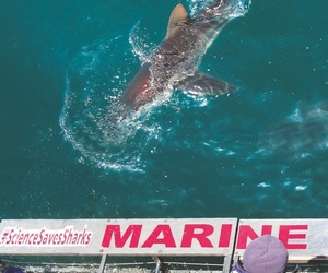 Marine Dynamics Shark Tours - Summer Special for SA Locals