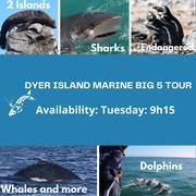 Next Dyer Island Marine Big 5 Tour: 6 December 2022