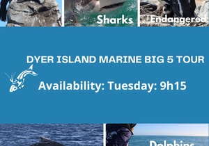 Next Dyer Island Marine Big 5 Tour: 6 December 2022
