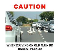Caution when driving on Overstrand roads