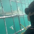 Shark Cage Diving - White Shark Projects - Xplorioâ„¢ Gansbaai