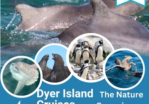 Next Dyer Island Marine Big 5 Tour: 9 December 2022