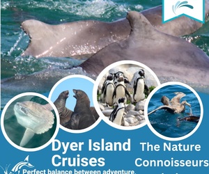 Next Dyer Island Marine Big 5 Tour: 9 December 2022
