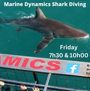 Next Marine Dynamics Shark Cage Diving Trip: 9 December 2022