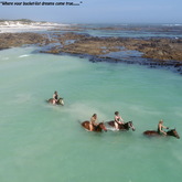 Sea Horses - Saxon Lodge - Xplorioâ„¢ Gansbaai 