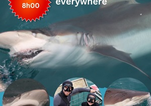 Next Marine Dynamics Shark Cage Diving Trip: 14 December 2022