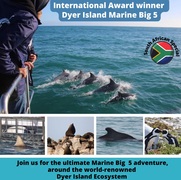 Next Dyer Island Marine Big 5 Tour: 14 + 15 December 2022