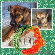 Up for Adoption:Â Mielah