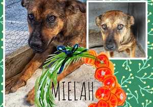 Up for Adoption:Â Mielah