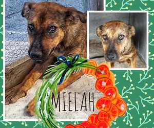 Up for Adoption:Â Mielah