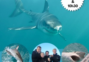 Next Marine Dynamics Shark Cage Diving Trip: 20 December 2022