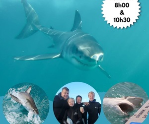 Next Marine Dynamics Shark Cage Diving Trip: 20 December 2022