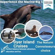 Next Dyer Island Marine Big 5 Tour: 20 December 2022