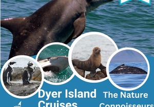 Next Dyer Island Marine Big 5 Tour: 20 December 2022