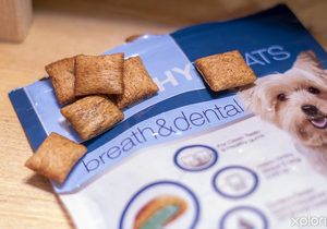 Your Local Gansbaai Pet Shop