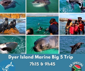 Next Dyer Island Marine Big 5 Tour: 23 December 2022